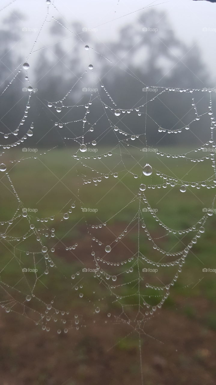 web