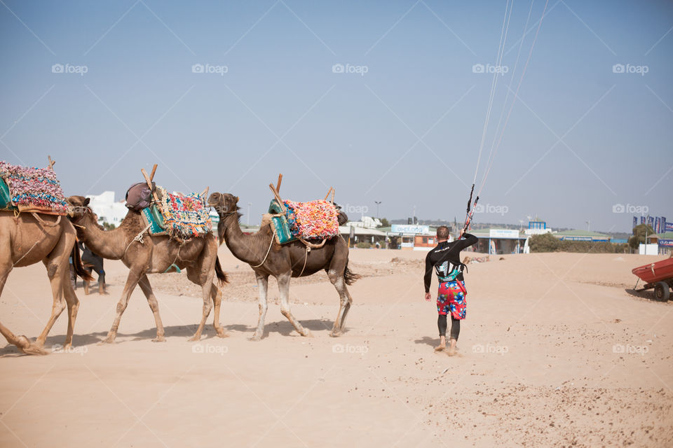 Kite Surfer and Camels on the beach 