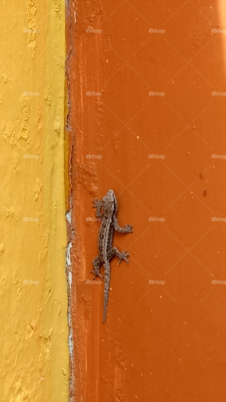 Lizard close-up