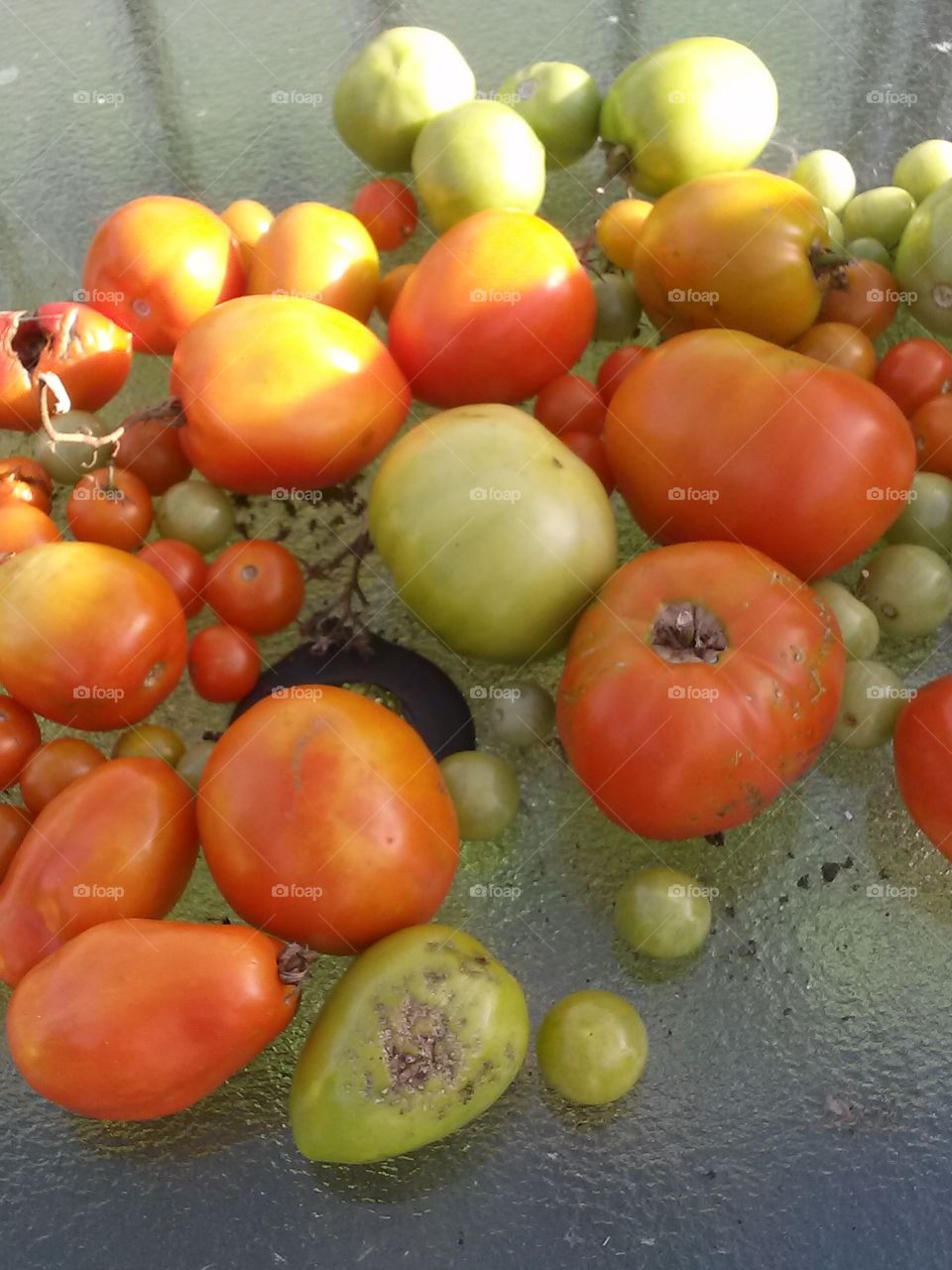 Closeup Tomatoes grown in the garden