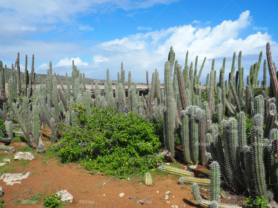 Cacti on Curacao