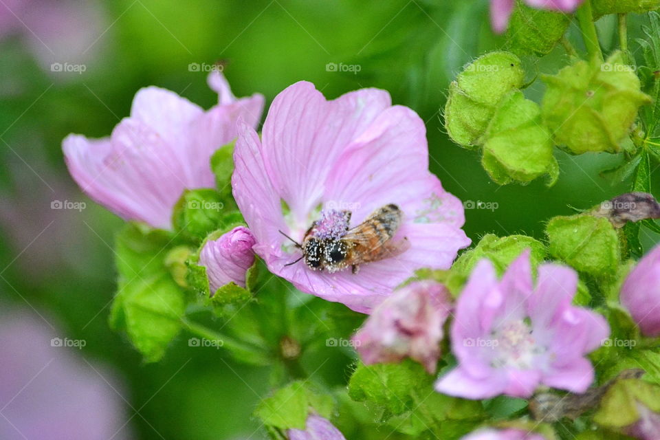 Bee in a flower