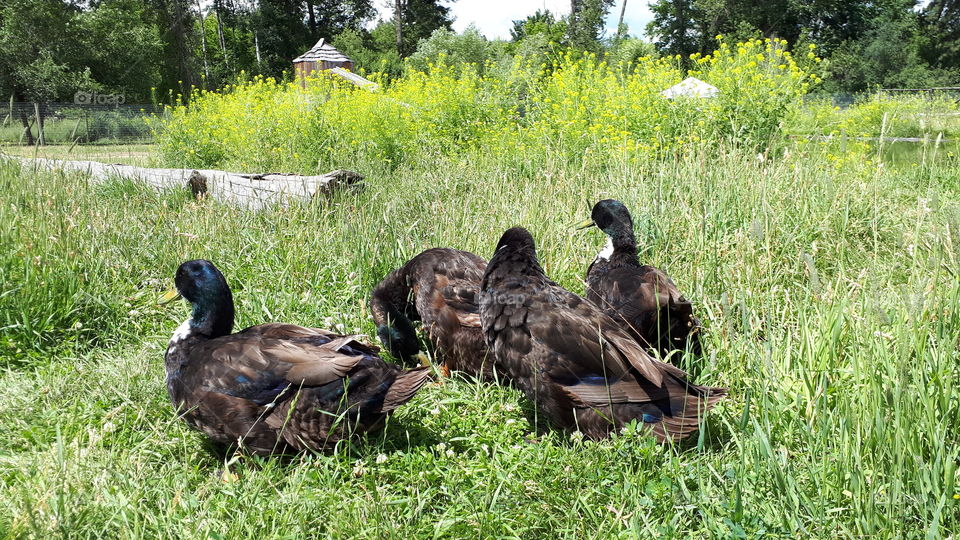 A Team of Ducks