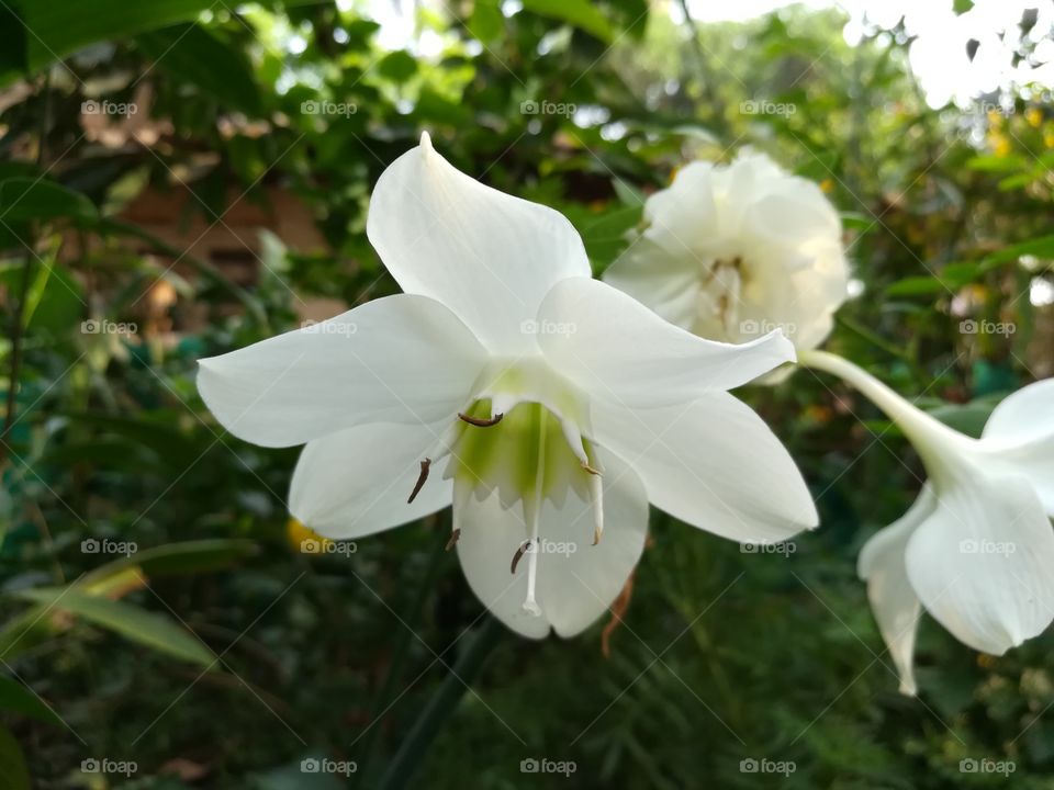 White petals