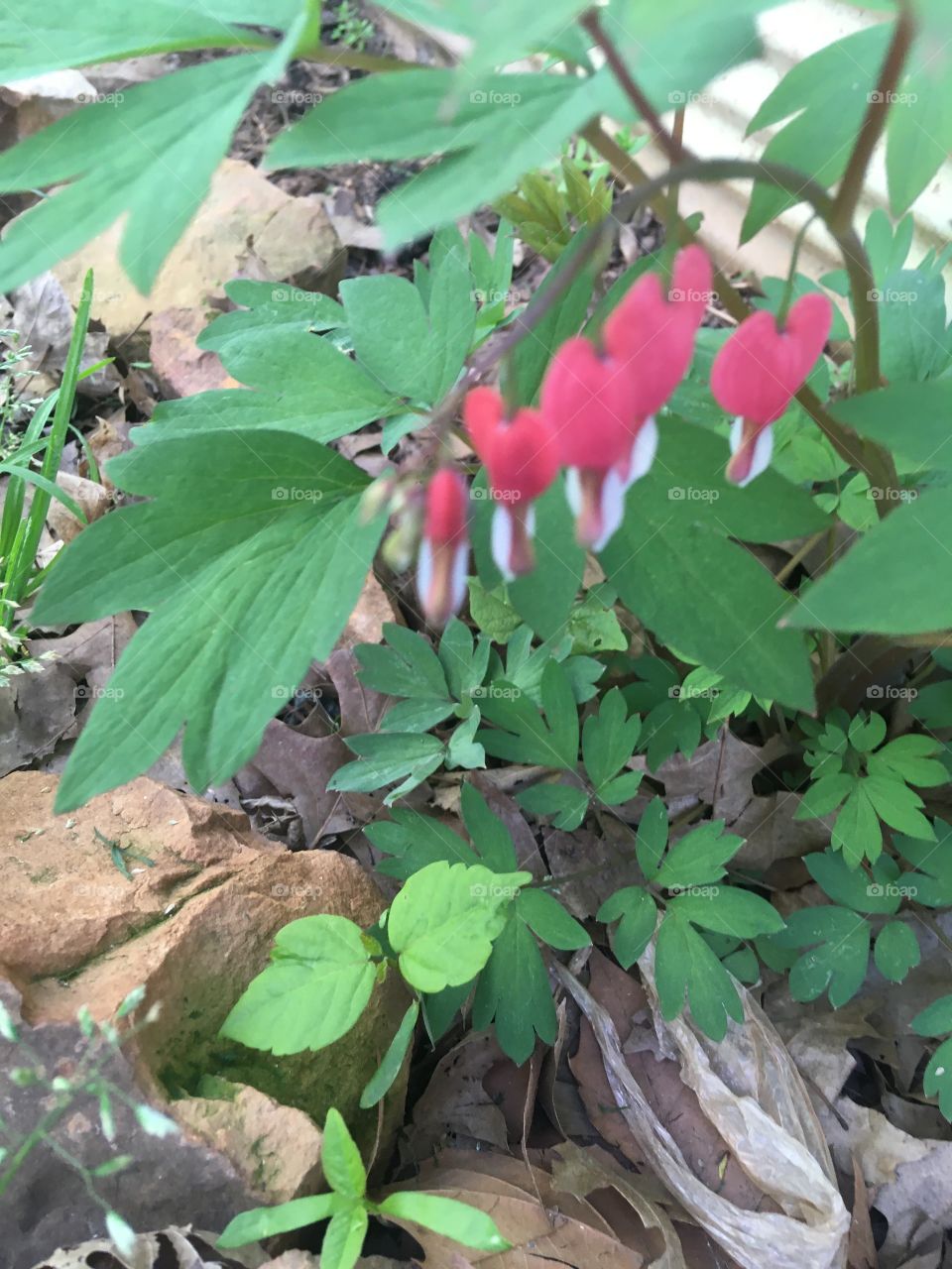I planted this bleeding heart last year and this year it has come back with babies !