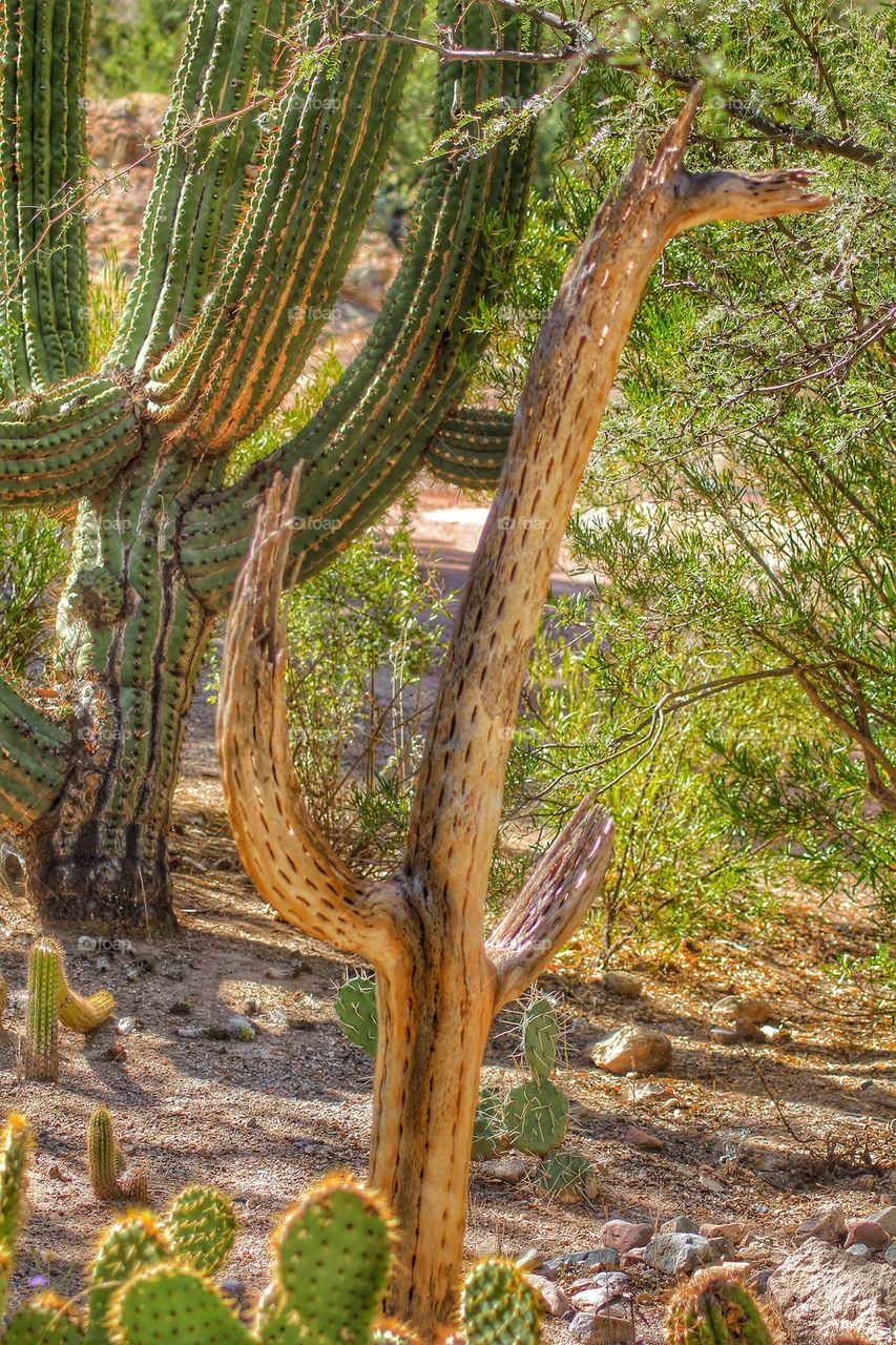 Life and death in the desert