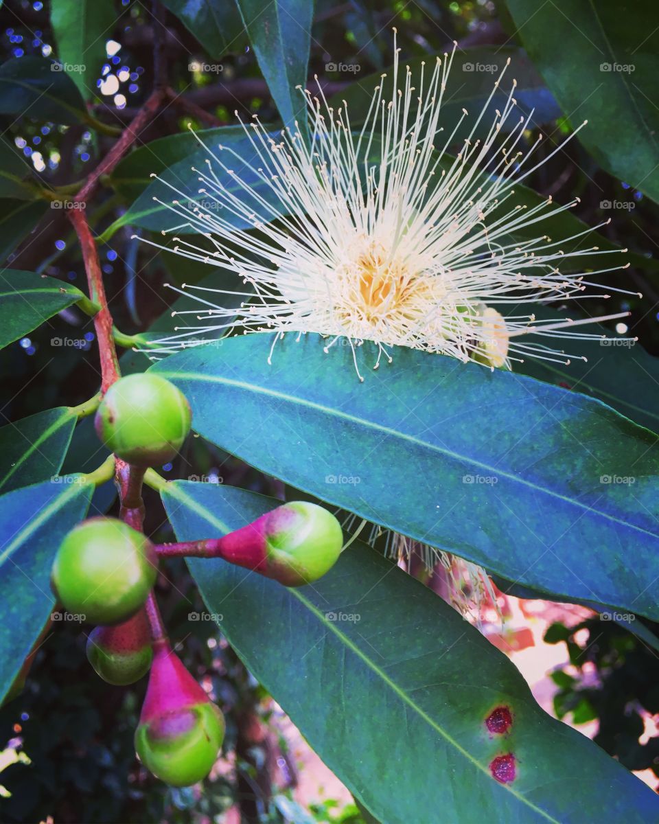 🇧🇷 A flor do jambeiro (jambo é uma fruta deliciosa). Muito bonita e tipicamente brasileira!

🇺🇸 The flower of jambeiro (jambo is a delicious fruit). Very beautiful and typically Brazilian!
