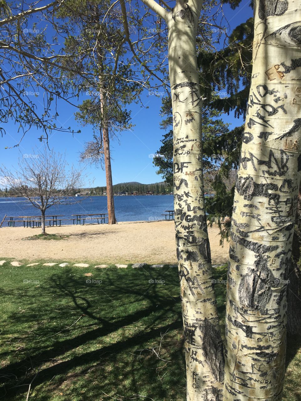 Lovers Aspen- this tree grows on the shore of Grand Lake and clearly has seen visits from many a pocket knife.