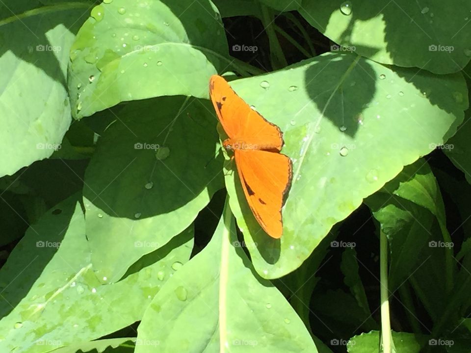 Butterfly on leaf