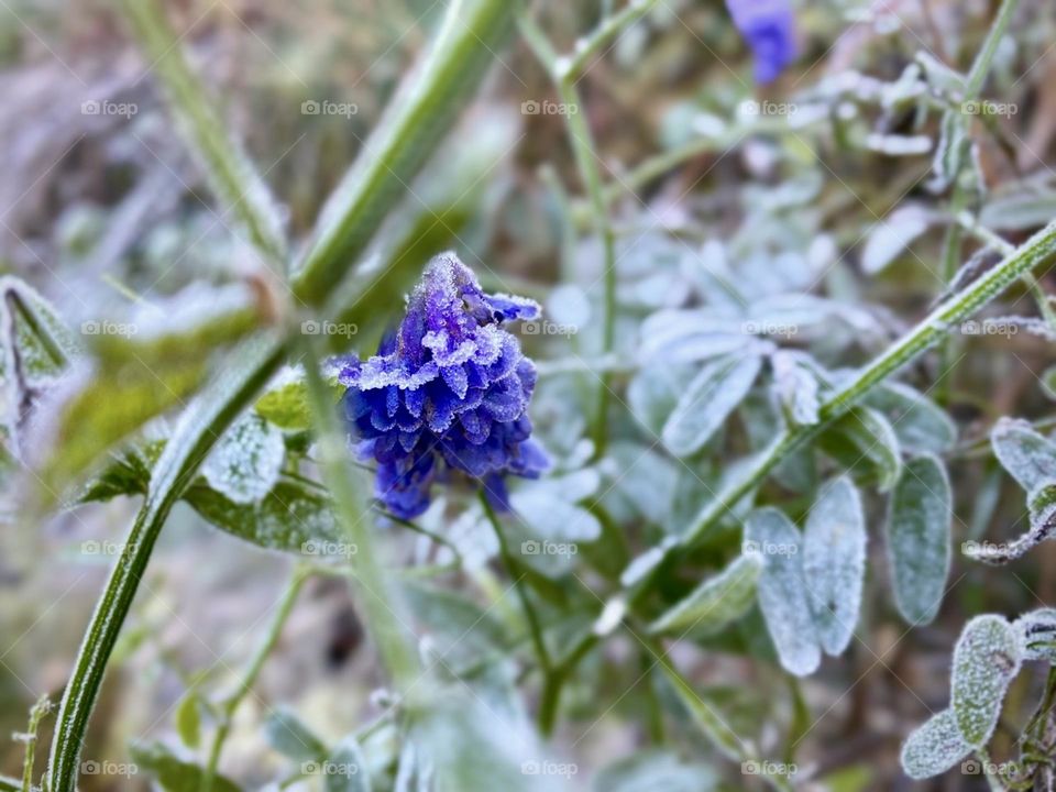 Purple flower in the bush