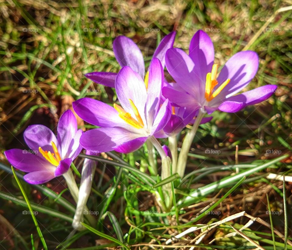 crocus wakes. crocus wakes