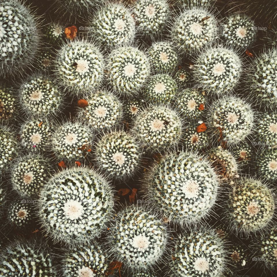 Cacti 