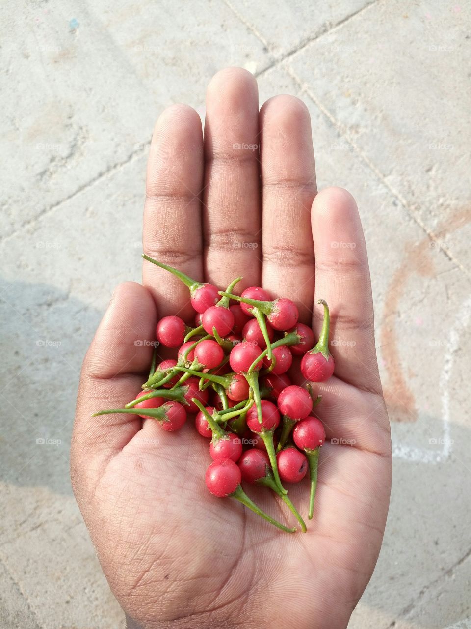 the beautiful and tasty red berry fruits in my