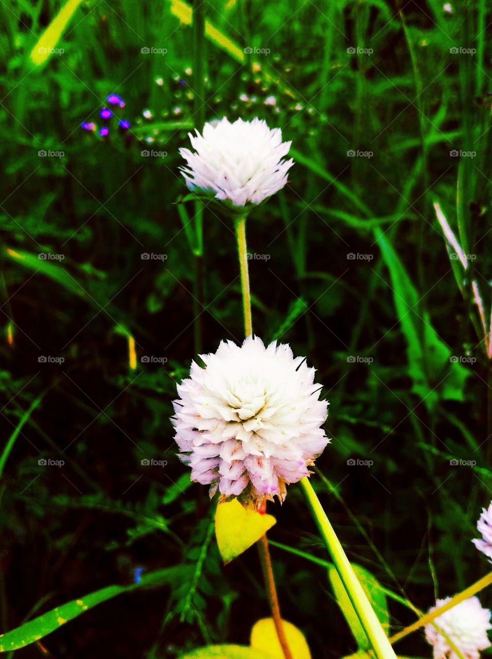 White flowers