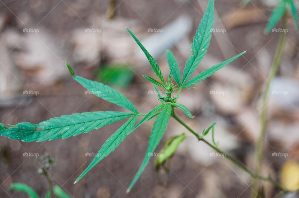 Wild Cannabis plant in Zanzibar Tanzania Africa.