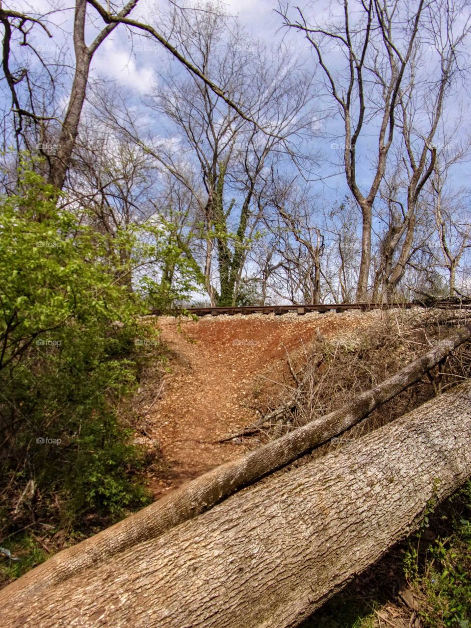 Fallen tree leading up to railroad tracks