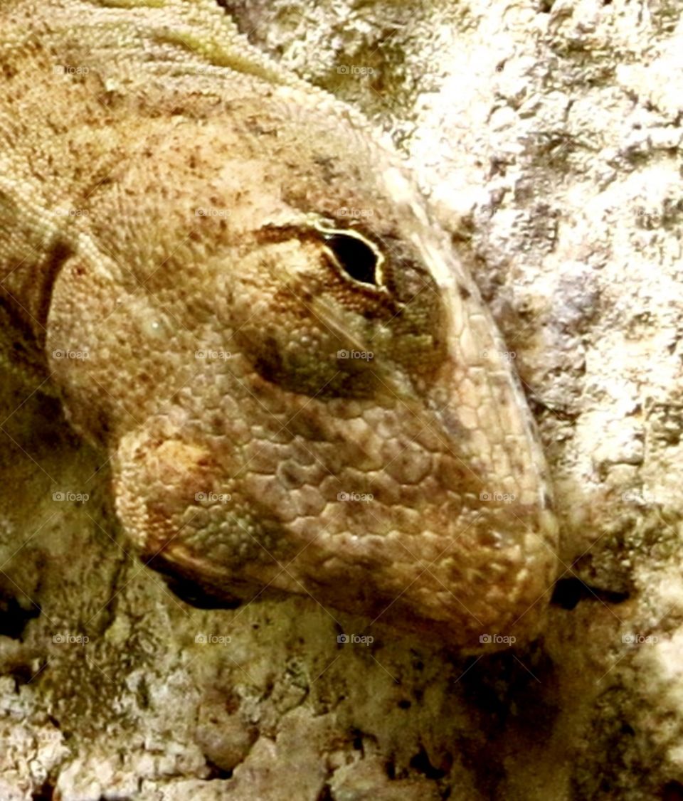 Gecko blending into a wall