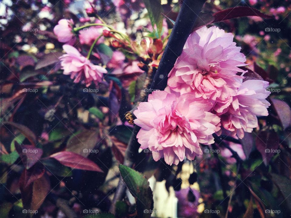 Spring in the city... . Flowers on the road... 