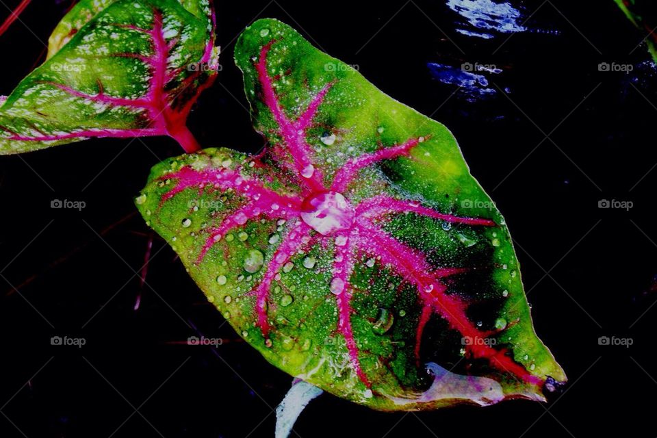 Caladium with morning dew