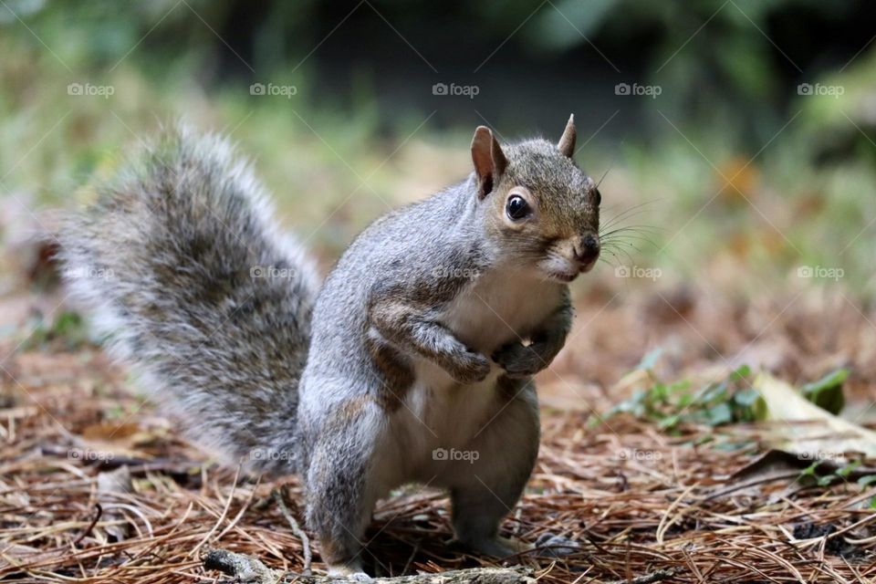 Squirrel 