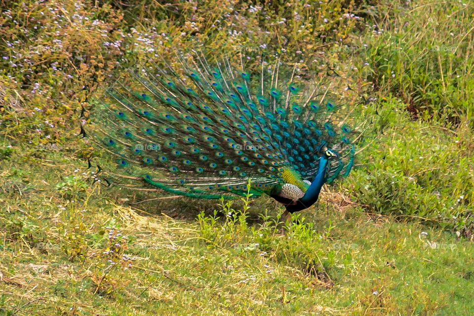 Peacock a national bird of India