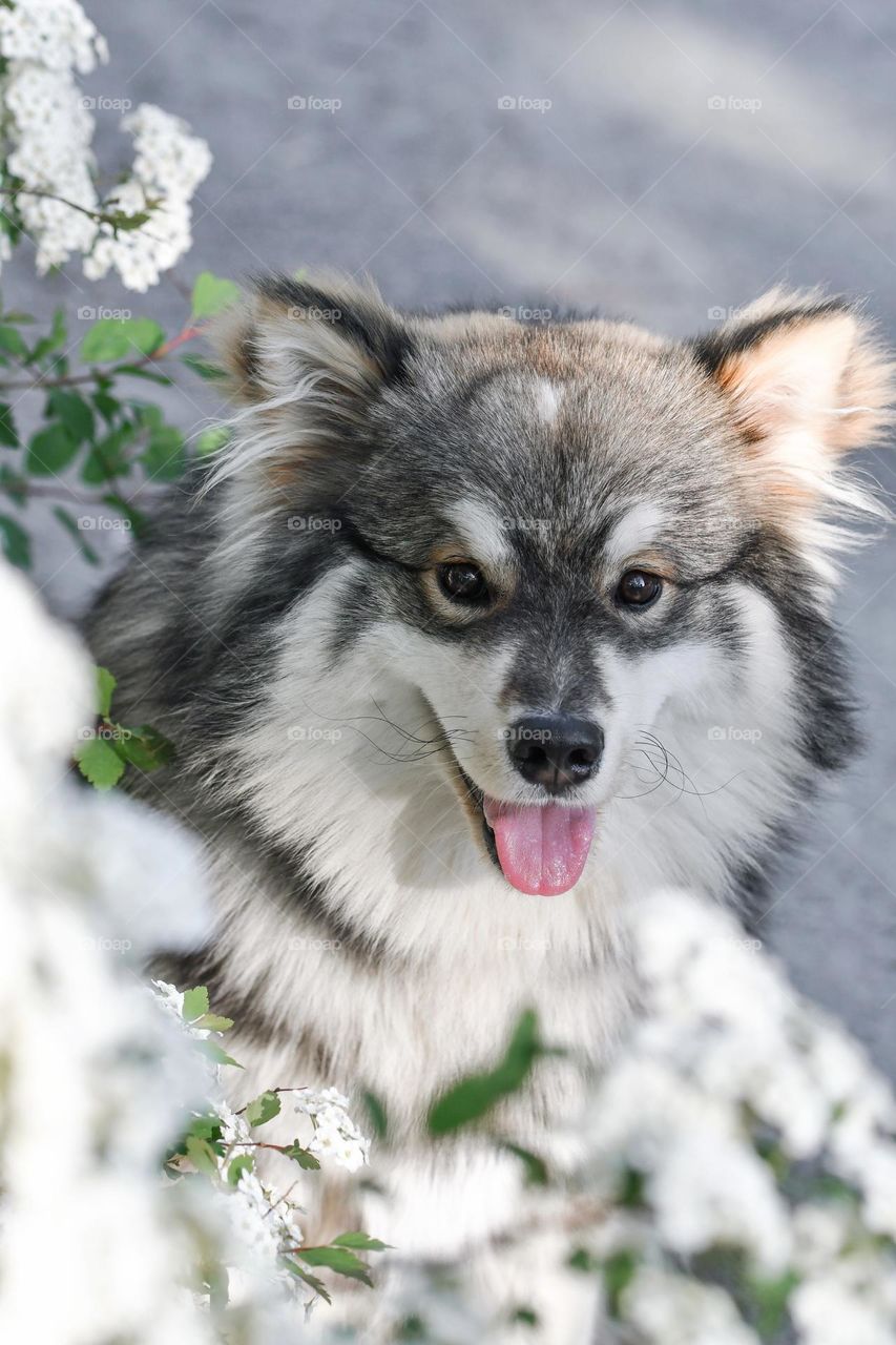 Portrait of a young Finnish Lapphund dog sitting among flowers