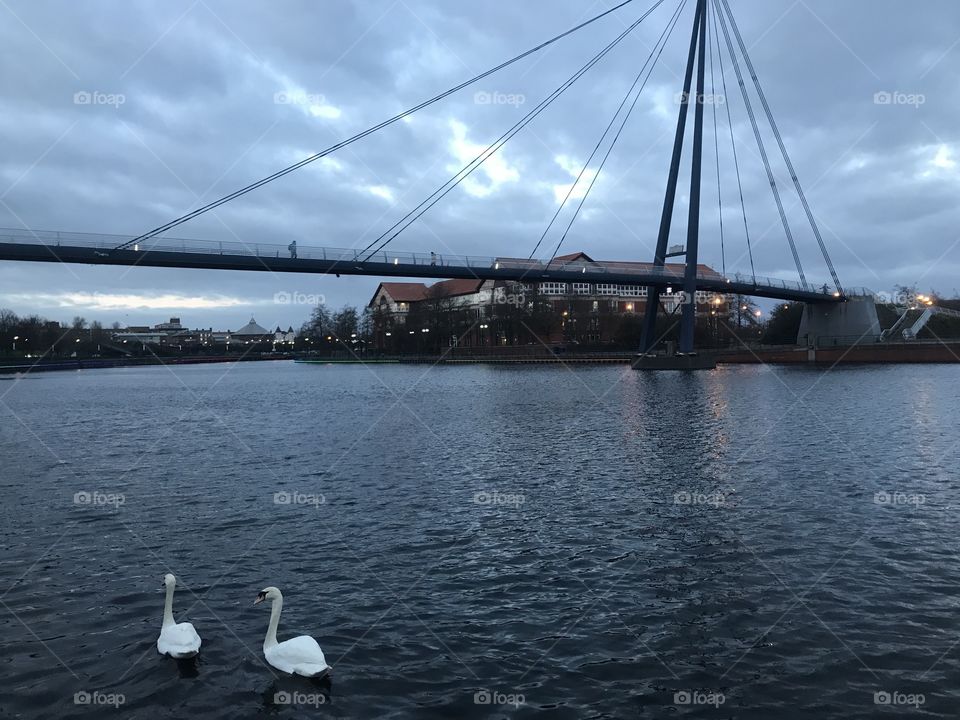 Bridge with doves bird