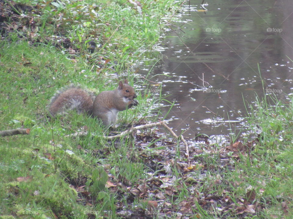 Squirrel eating