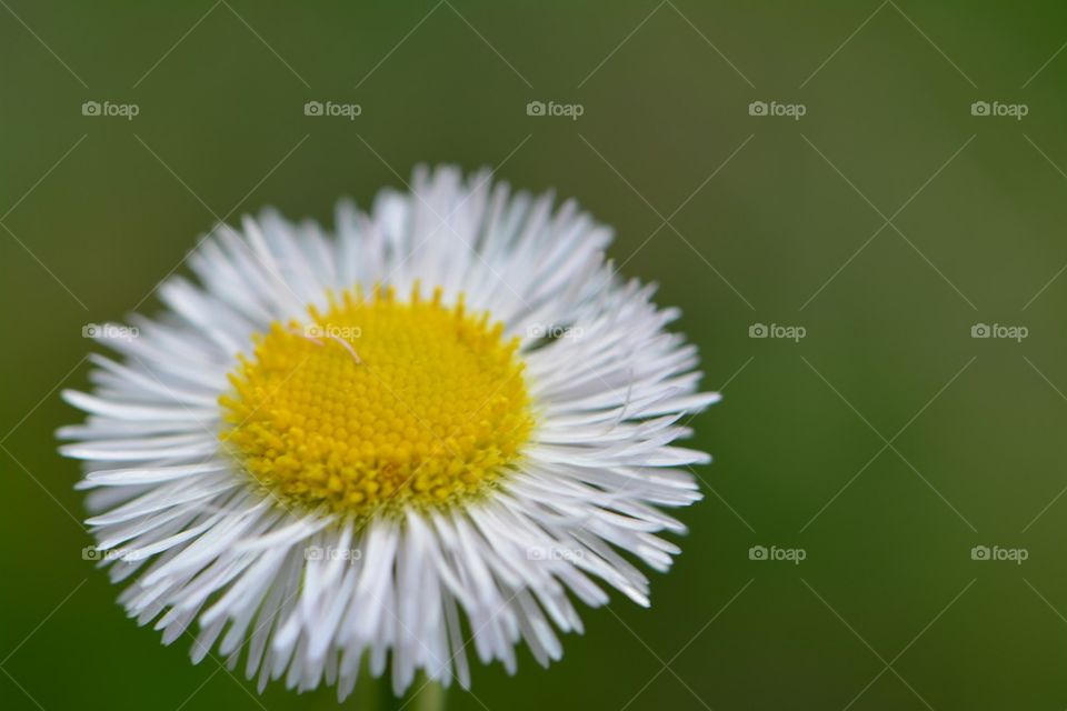 little wrote and yellow flower