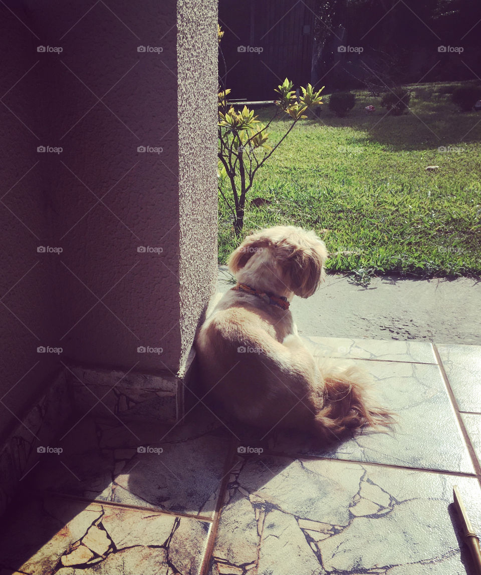 The little dog enjoying the morning sun in the garden, awakening Sunday.  Cheer the nature! / A cachorrinha curtindo o Sol da manhã no jardim, despertando o domingo. Viva a natureza!