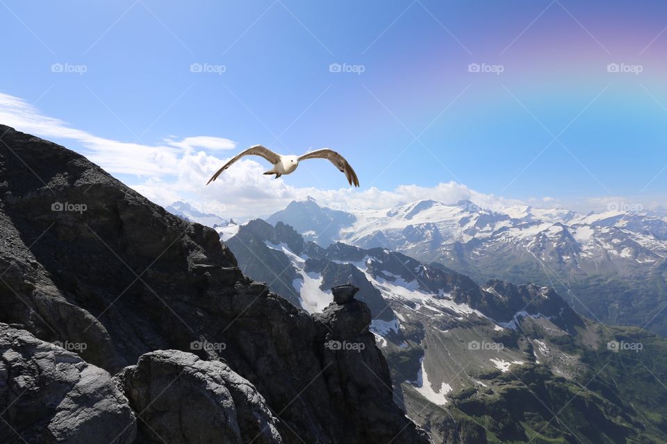 Bird flying over the mountain during winter