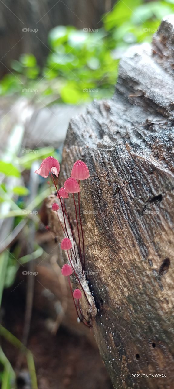 red mushroom in forest