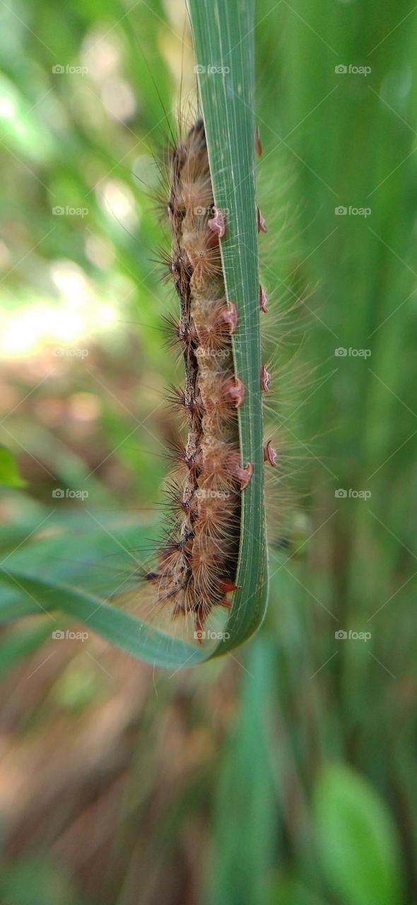 Caterpillars walking on long leaves