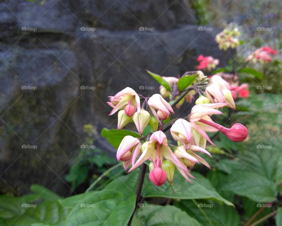 Colored flower bud on the park