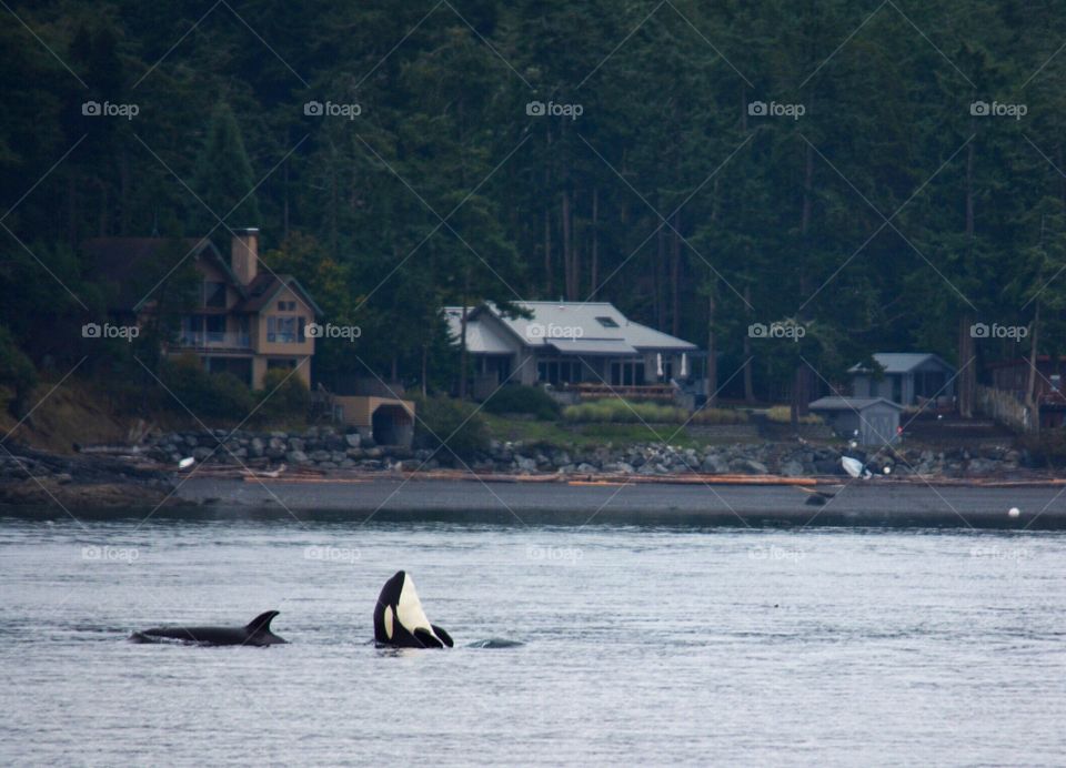 Orcas