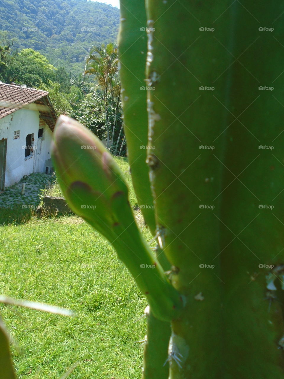 NATURE, PLANT, ENVIRONMENT, TREES.