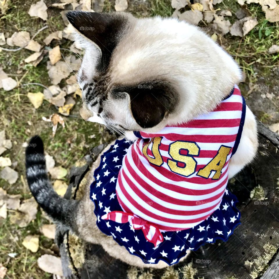 Cold weather is here already. Everyone stay warm and get dressed warm even a cat! 