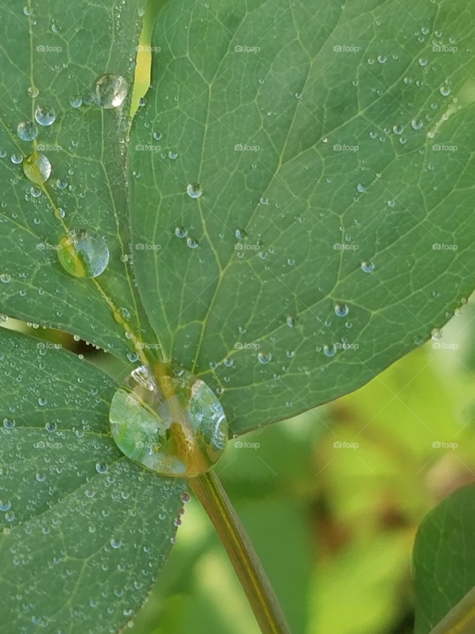 water on leaf