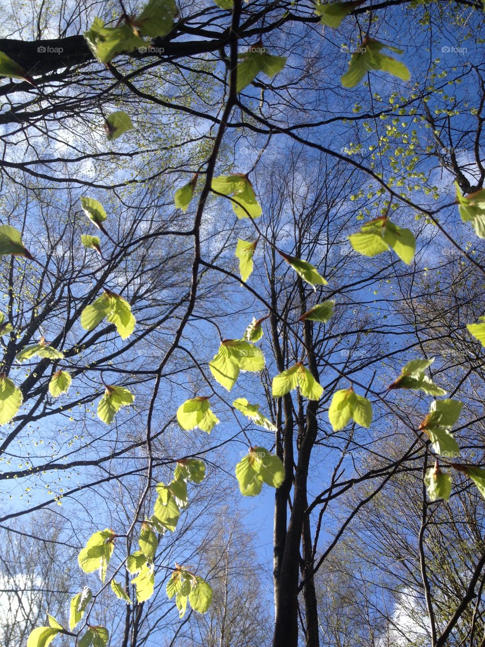 Spring leafs