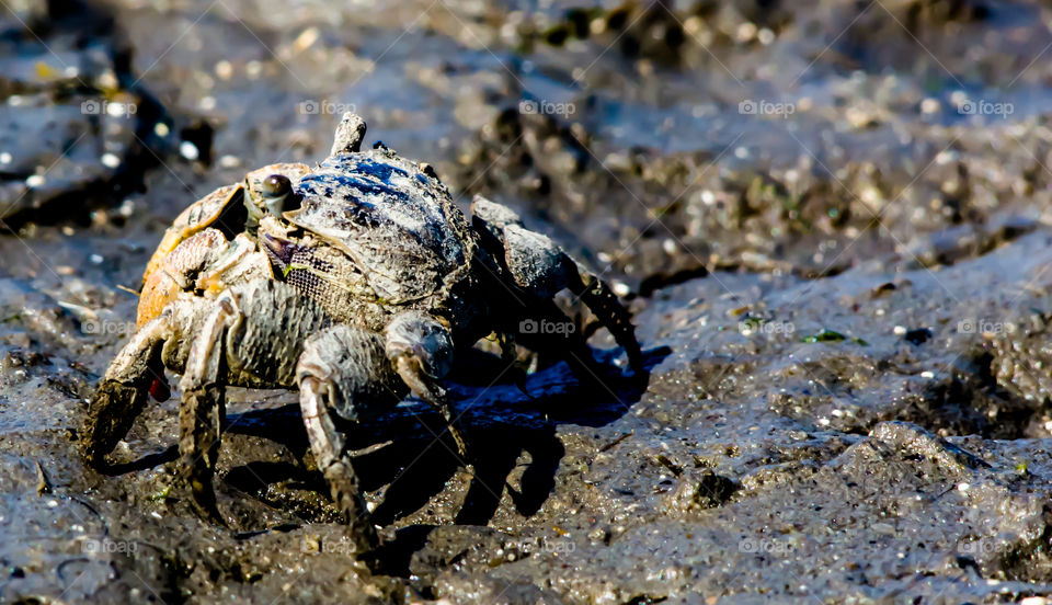 Crab from Kuwait marshland