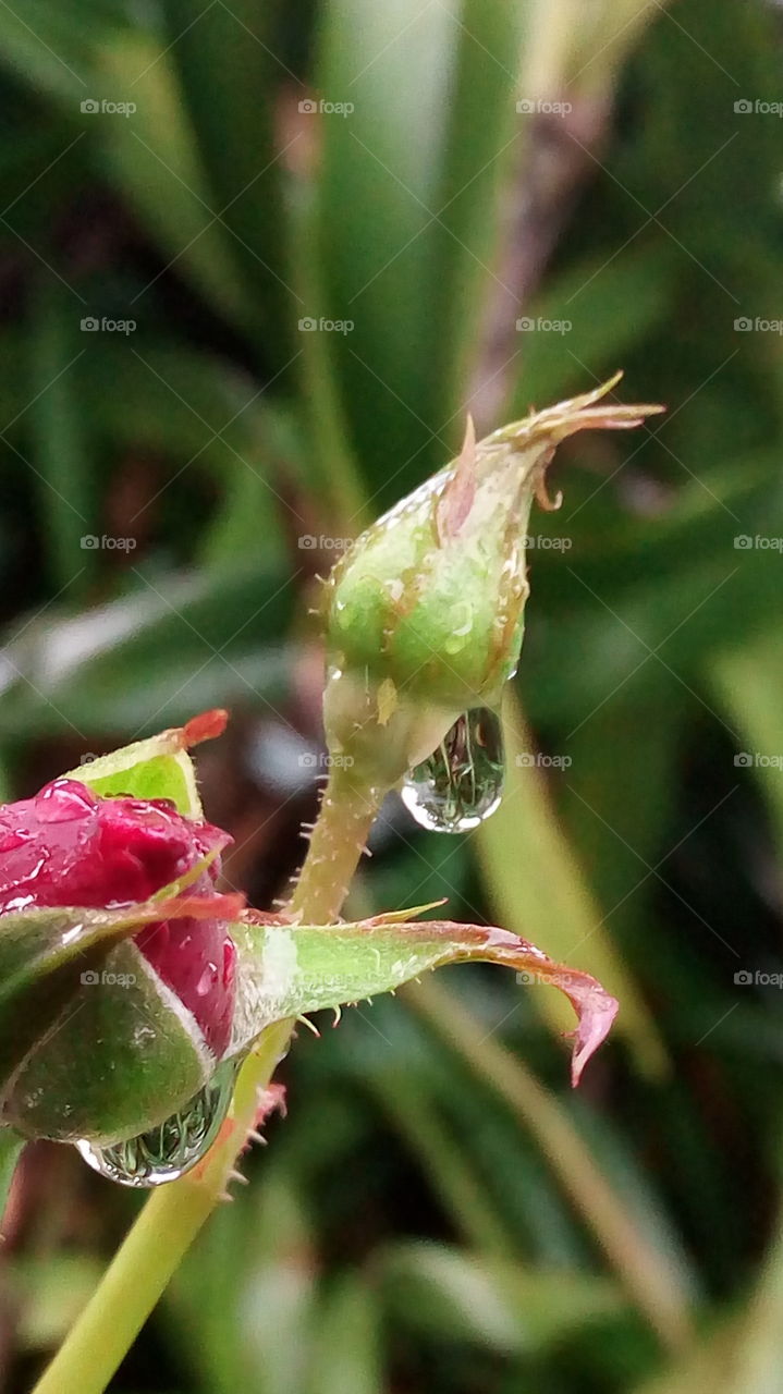 dew after rain