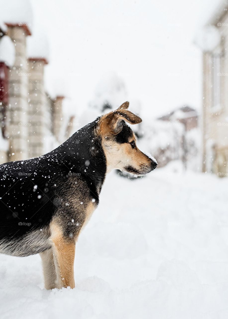 walking the dogs in winter