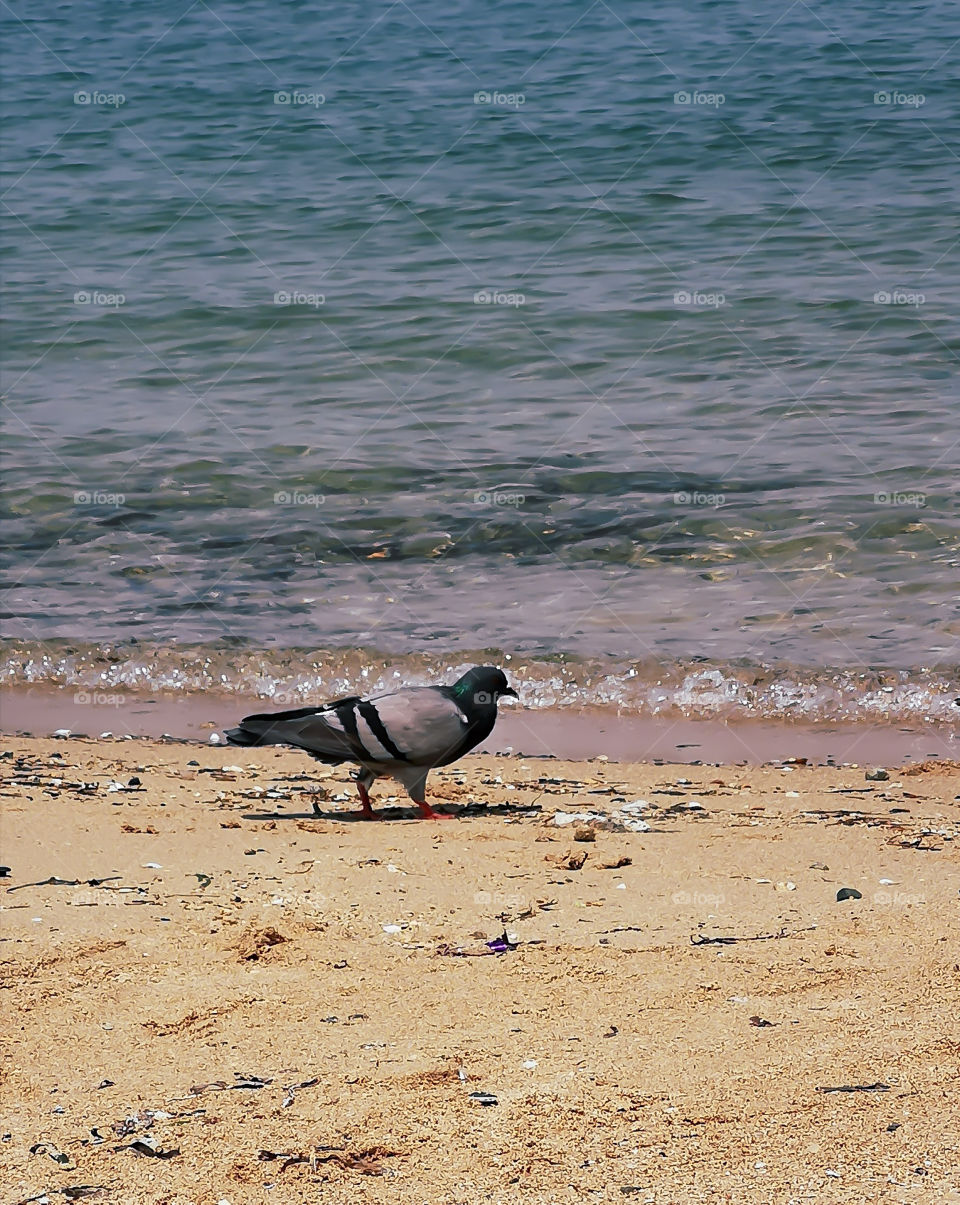 A pigeon walks near the beach.