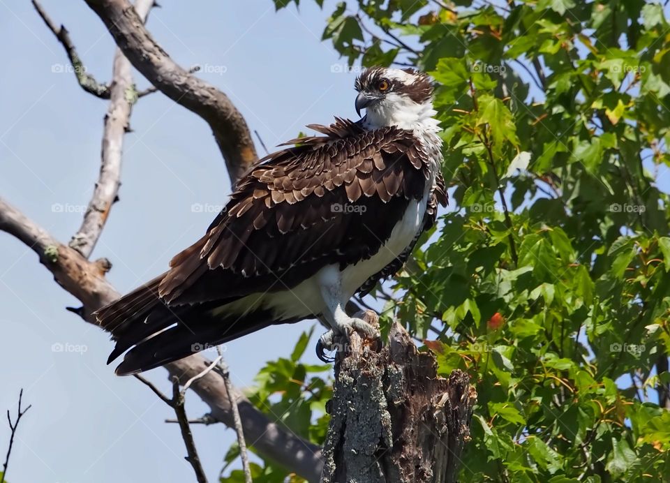 Osprey after a dip 