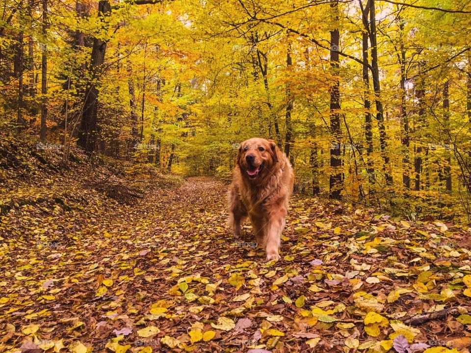 Fall, Wood, Leaf, Gold, Tree