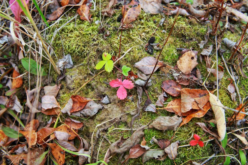 colorful leaves on the ground in autumn in the forest