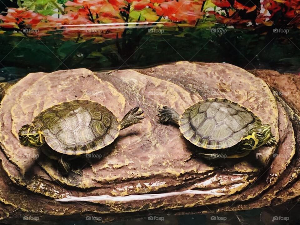Yellow belly sliders pet turtles 