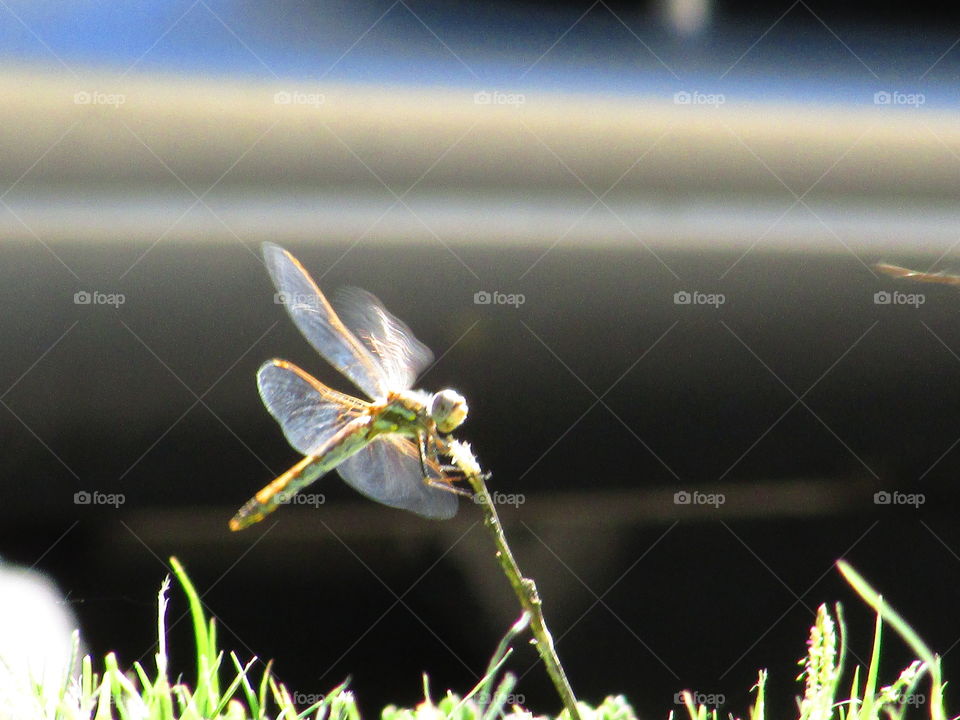 dragonfly