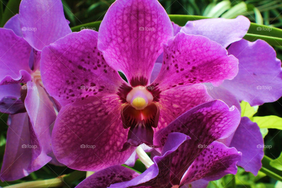 purple orchid