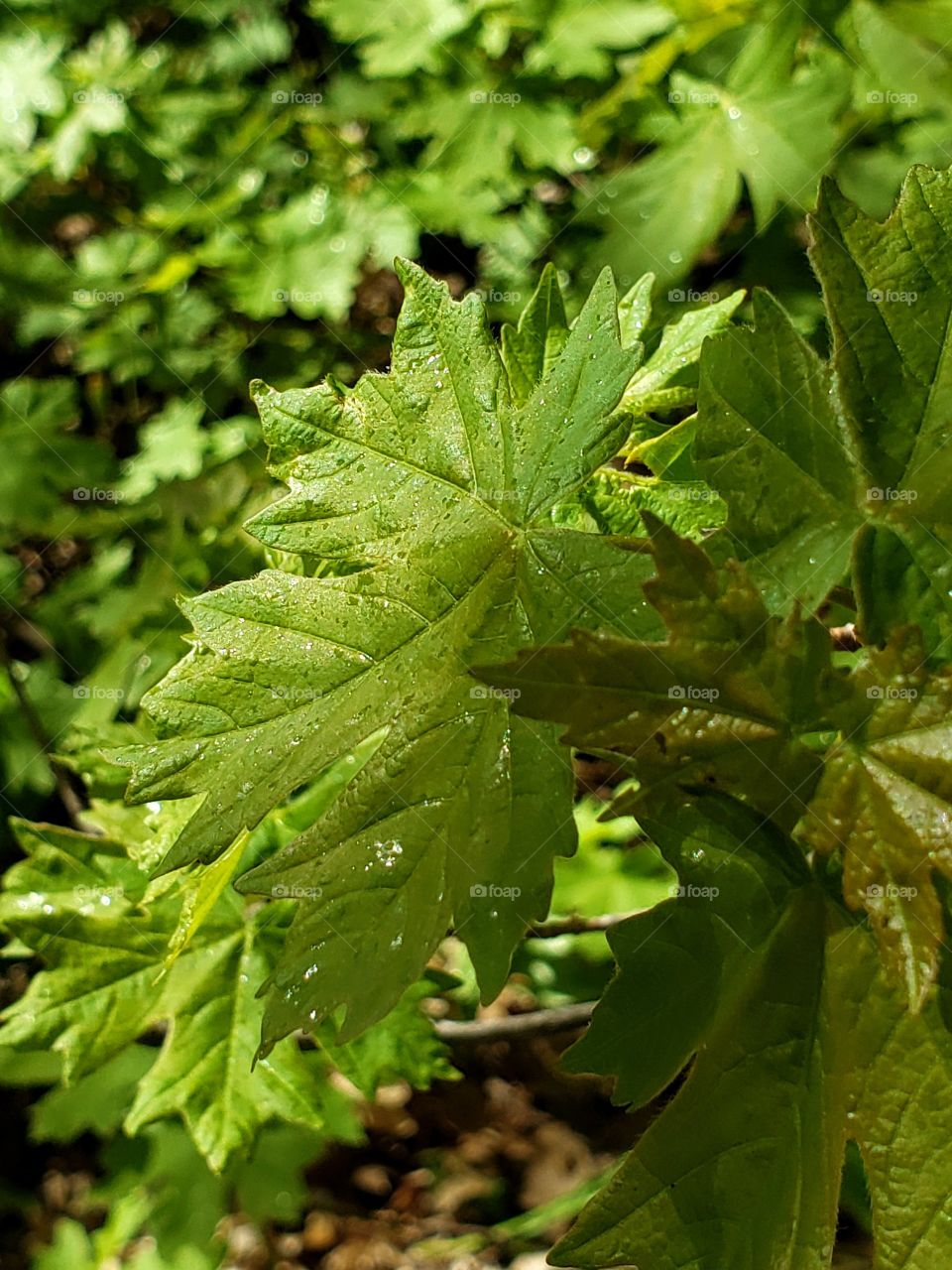 leaves